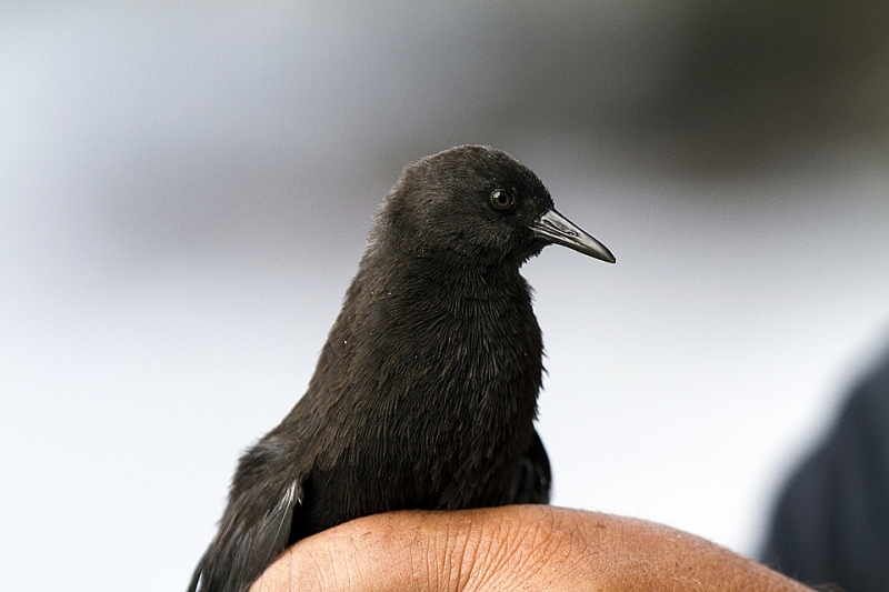 Inaccessible Flightless Rail