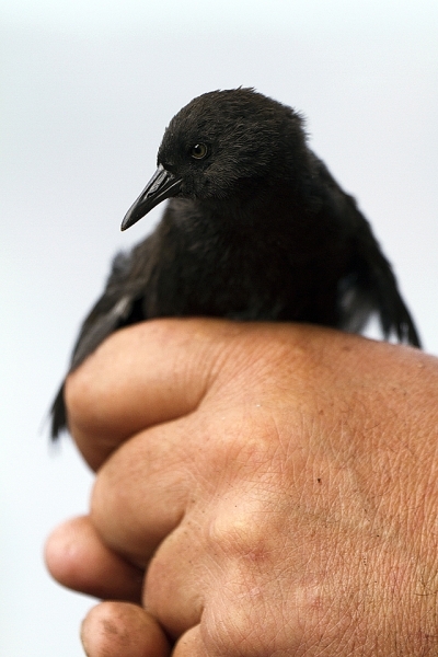 Inaccessible Flightless Rail