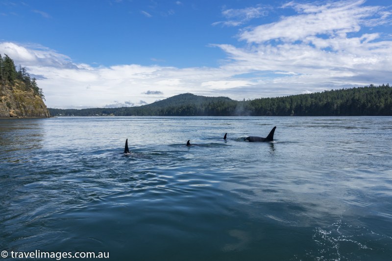 Orcas in Active Pass between Galiano and Mayne Islands, British Columbia, Canada