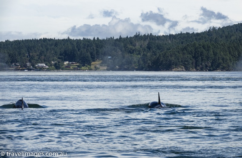 Orcas in Active Pass between Galiano and Mayne Islands, British Columbia, Canada