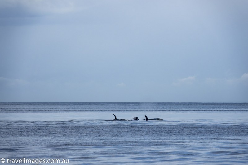Orcas in the the SAlish Sea, British Columbia, Canada