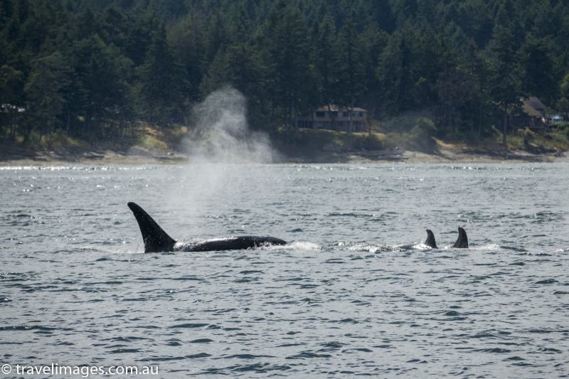Orcas in the the Salish Sea, British Columbia, Canada