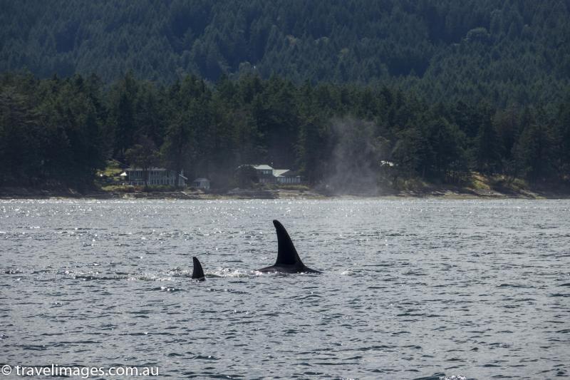Orcas in the the Salish Sea, British Columbia, Canada
