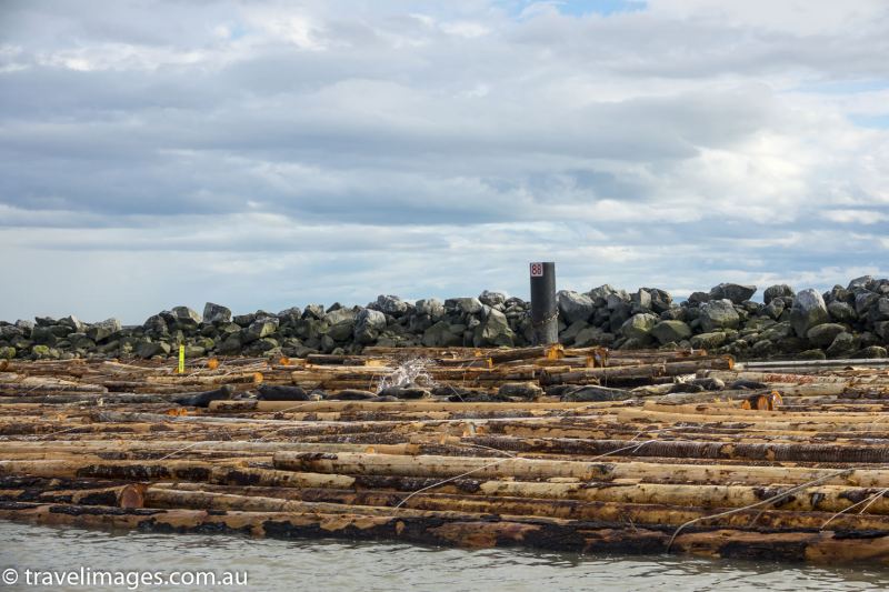 Seaqls hauled out on floating logs near Burrad Inlet, Vancouver
