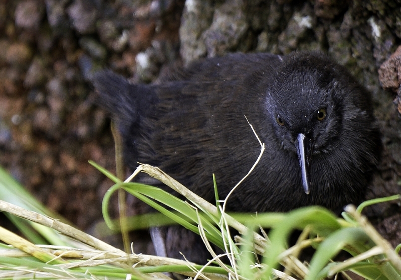 201203_Inaccessible_Island_0317
