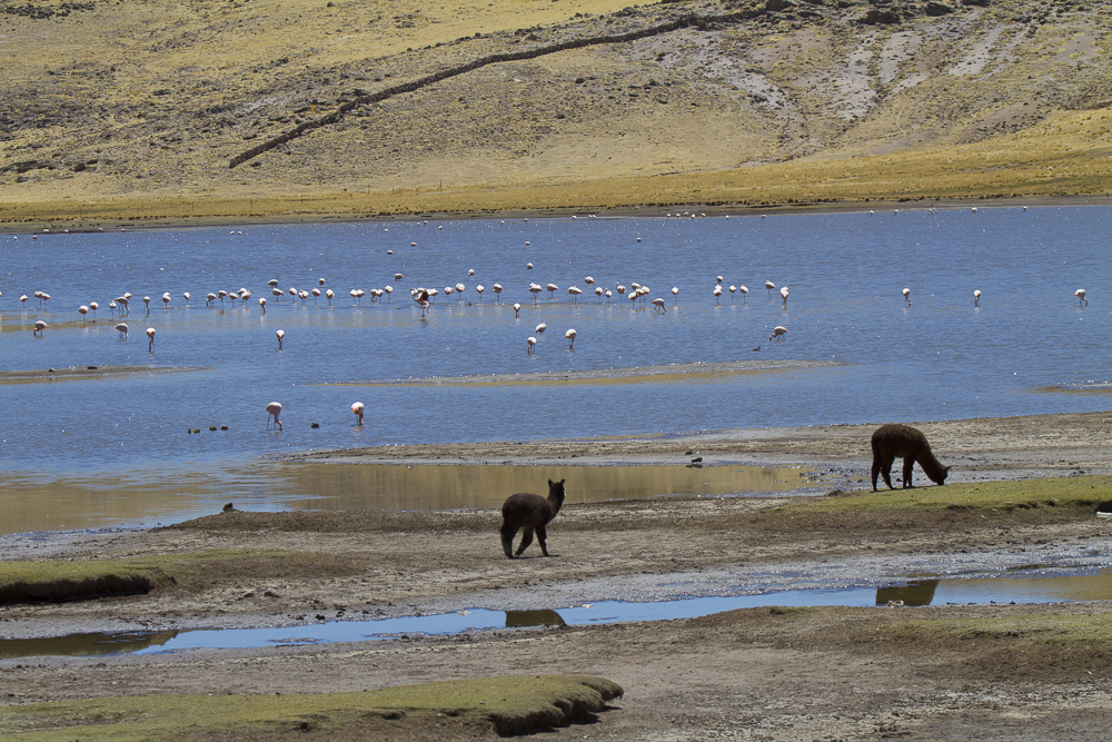 Chivay-to-Puno-and-Lake-Titicaca-006.jpg