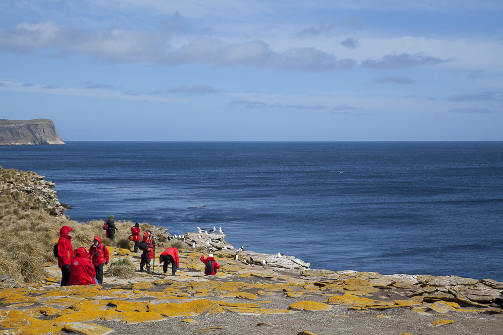 New-Island-West-Falklands-1202.jpg