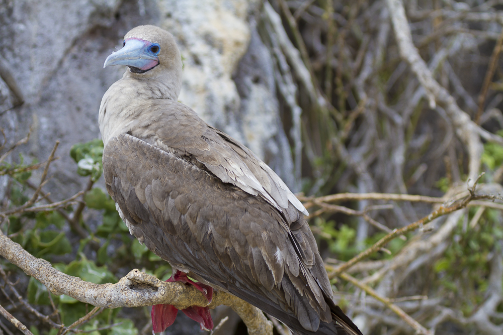 Genovesa-Island-Galapagos-345.jpg