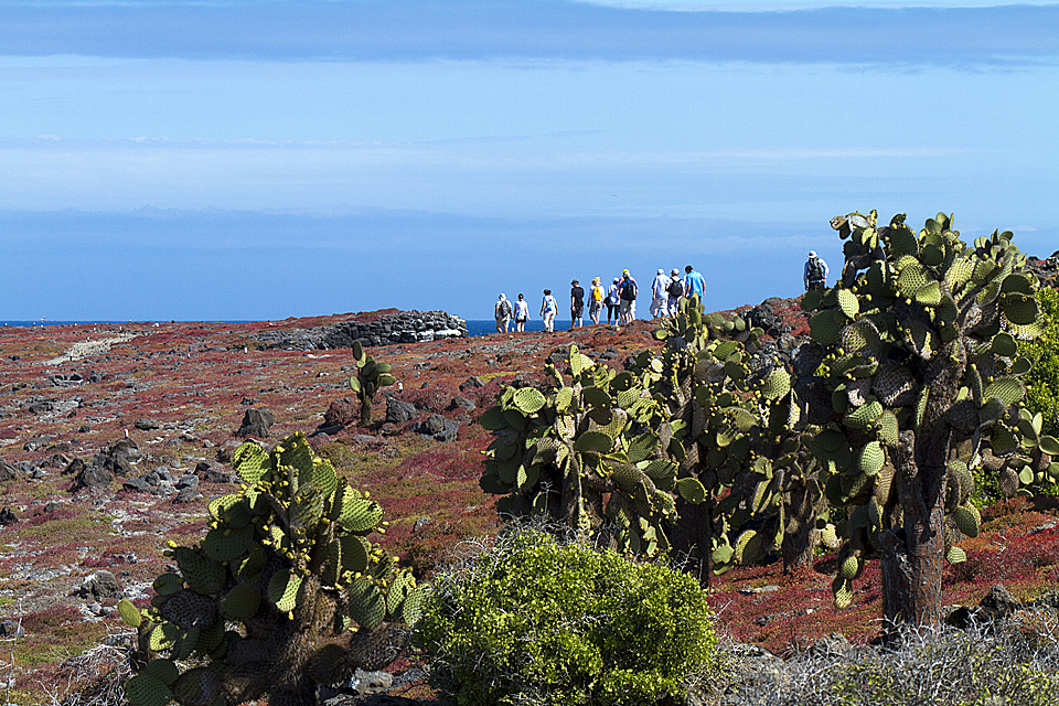 South-Plaza-Islas-Plaza-Galapagos-Islands-103.jpg