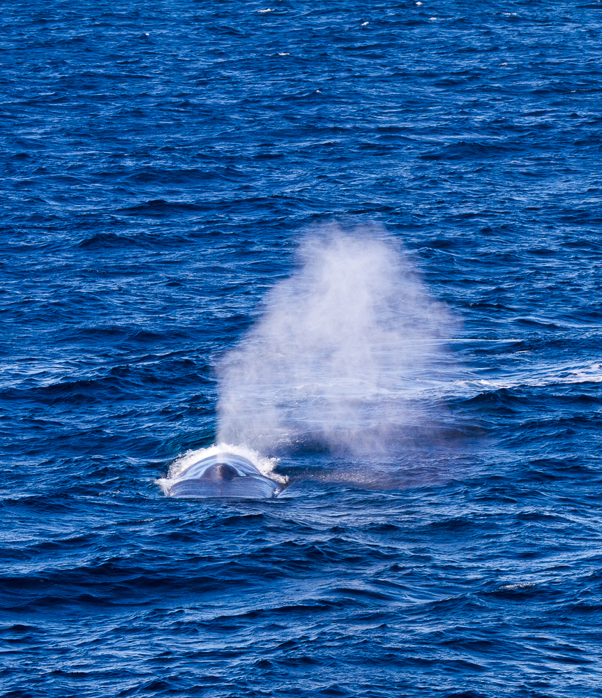 1307_blue_whale_036.jpg