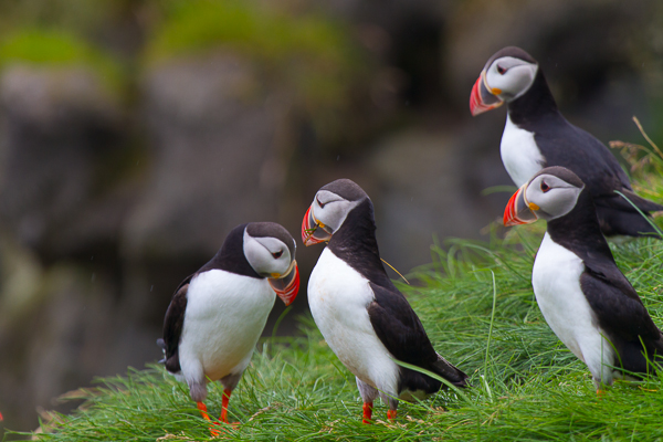 1308_puffins_221.jpg