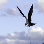 Sooty Tern, Lord Howe Island, Australia