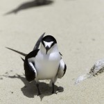 Sooty tern, Lord Howe Island, Australia