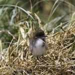 Sooty Tern chick, Lord Howe Island, Australia