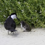 Sooty tern with chick, Lord Howe Island, Australia