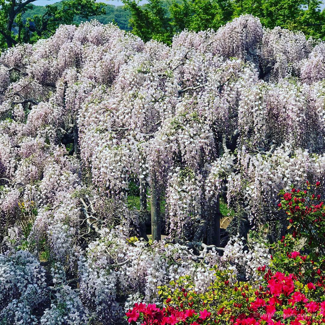 Ashikaga Flower Park