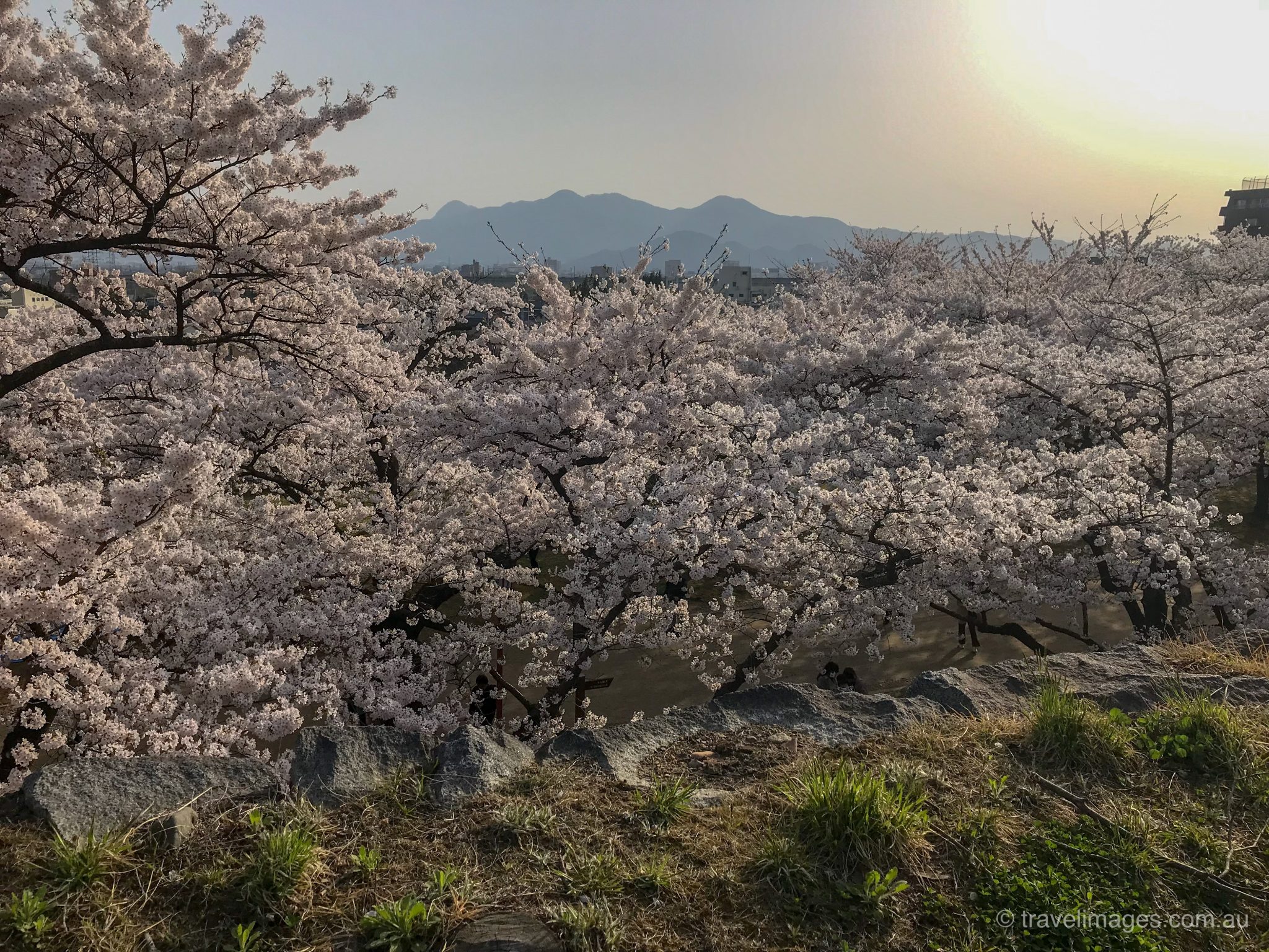 Sakura at Kitakami and Morioka Castle, Japan
