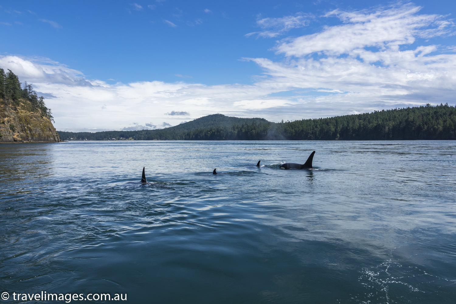 Orcas of the Salish Sea