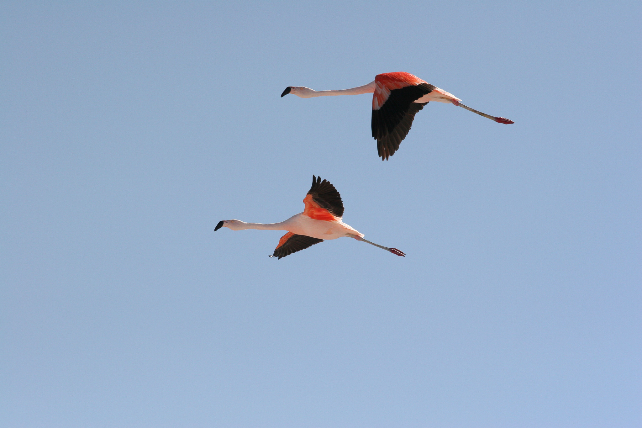 Reserva Nacional Los Flamencos