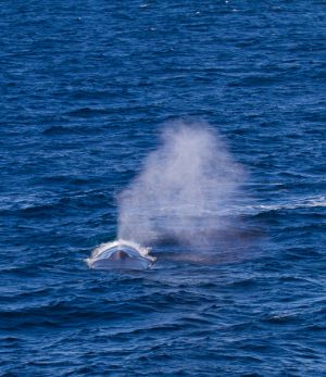 1307_blue_whale_036.jpg