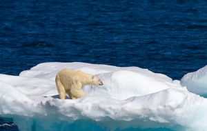 1307_polar_bear_193.jpg