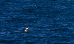 1307_polar_bear_363.jpg