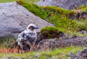 1308_puffins_108.jpg