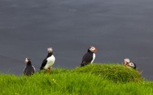 1308_puffins_163.jpg