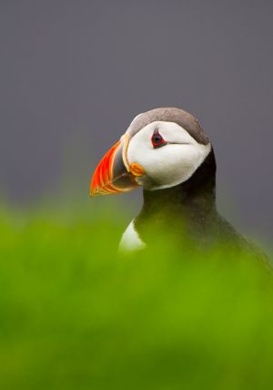 1308_puffins_296.jpg