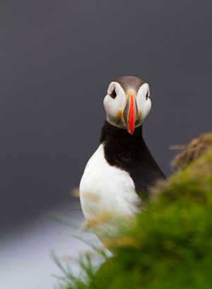 1308_puffins_341.jpg