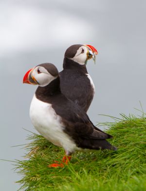 1308_puffins_410.jpg