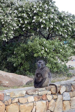 201203_South_Africa_0547.jpg