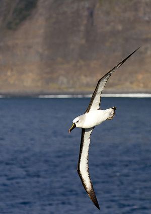 201203_Tristan_da_Cunha_0645_p.jpg