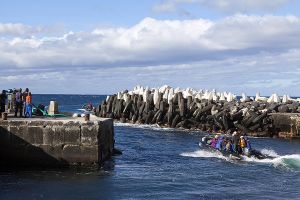 201203_Tristan_da_Cunha_0989.jpg