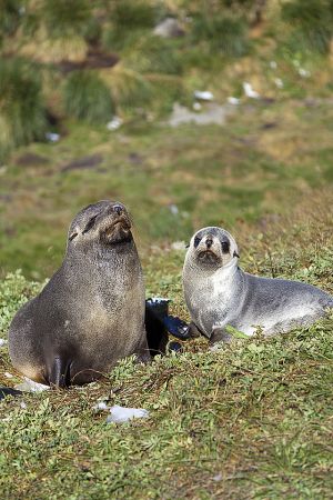 201203_Grytviken_0094.jpg