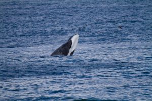 0926_Hermanus_668.jpg