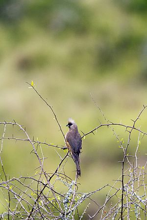 201203_kwandwe_2903_birds_0515.jpg