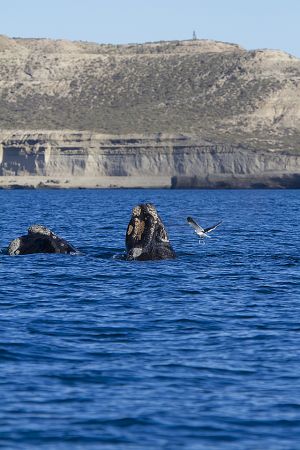 Argentina; Peninsula Valdes; Puerto Madryn;