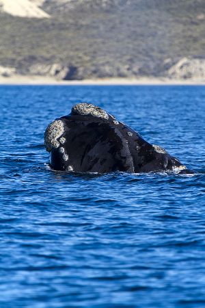 Argentina; Peninsula Valdes; Puerto Madryn;