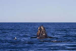 Argentina; Peninsula Valdes; Puerto Madryn;