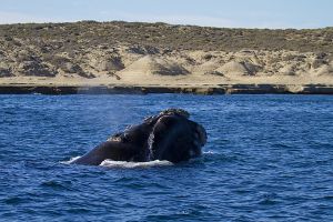 Argentina; Peninsula Valdes; Puerto Madryn;