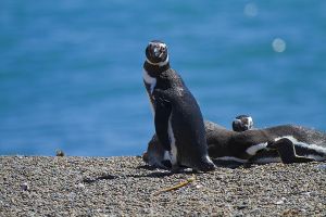 Argentina; Peninsula Valdes; Puerto Madryn;