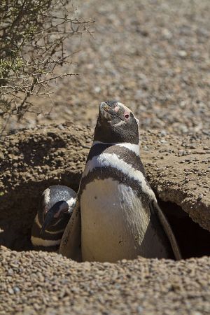 Argentina; Peninsula Valdes; Puerto Madryn;