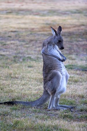 DIG-Kangaroo-01.jpg