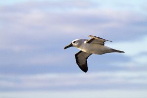 201203_Tristan_da_Cunha_0322-2.jpg