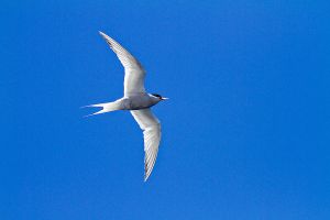 201203_Tristan_da_Cunha_0453.jpg